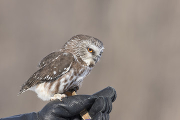 northern saw-whet owl portrait