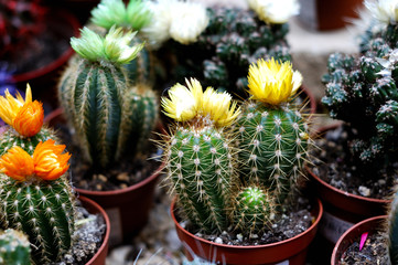 Many different blooming cacti in a flower shop.
