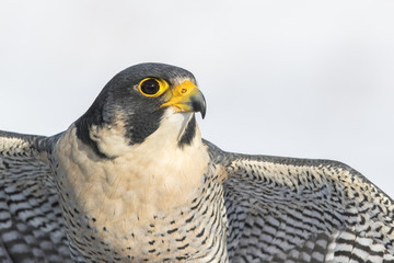 peregrine falcon portrait