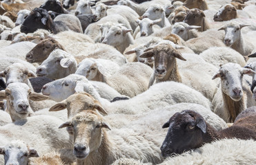 sheep in a countryside of Armenia