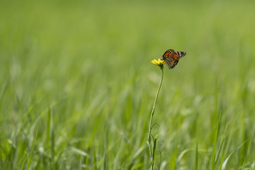 Butterfly in the mid of meadow