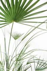 Fototapeta premium Tropical palm leaves on white background. Minimal lifestyle concept.