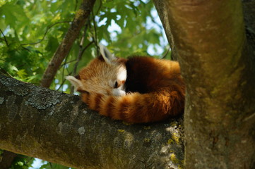 Obraz premium red panda naping