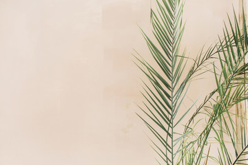 Exotic tropical palm branches on pale pastel beige background. Minimal floral concept.