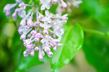 Lilac flowers. Spring flowers. Lilac with green leaves. Water drops on the petals of flowers.