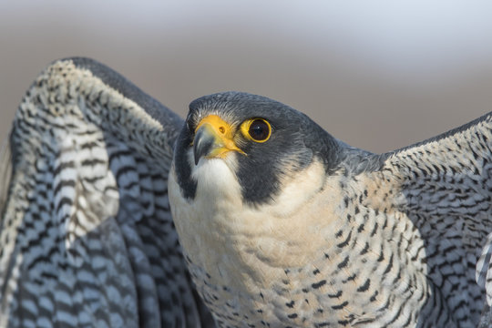 peregrine 10