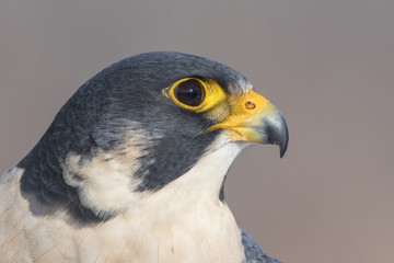 peregrine falcon portrait
