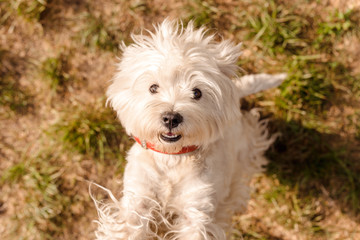 west highland white terrier stands on its hind legs and looks at the camera