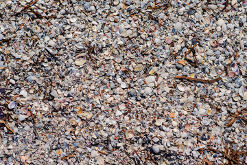 Many shells are sold in the fresh market