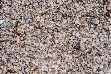 Many shells are sold in the fresh market