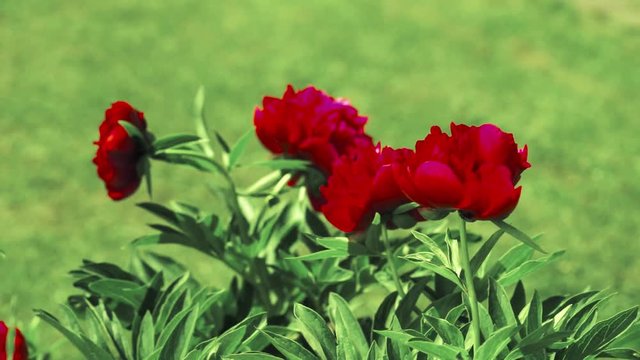 red peone flowers swing on the wind outdoor
