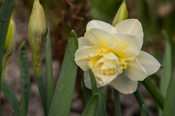 Fototapeta premium daffodils flowers in the garden 