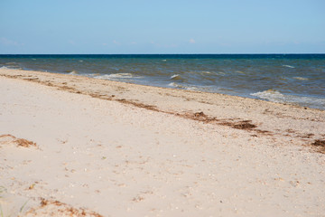 a wild beach and a pigeon sea water on a lovely sunny day