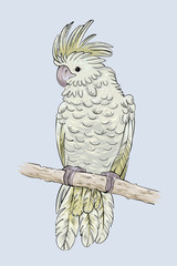 Black cockatoo sittin on a branch, vector