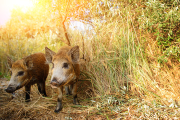 Wild boar walking in forest on foggy morning and looking at camera. Wildlife in natural habitat