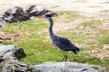 Grey heron bird on the tree
