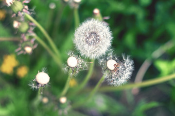 White fluffy dandelion in green grass, tinted in cool shades