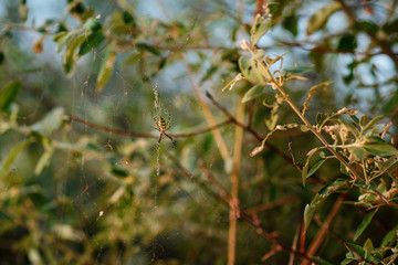 Argiope bruennichi is a species of orb-web spider distributed throughout central Europe, northern Europe, north Africa, parts of Asia, the Azores archipelago