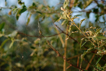 Argiope bruennichi is a species of orb-web spider distributed throughout central Europe, northern Europe, north Africa, parts of Asia, the Azores archipelago