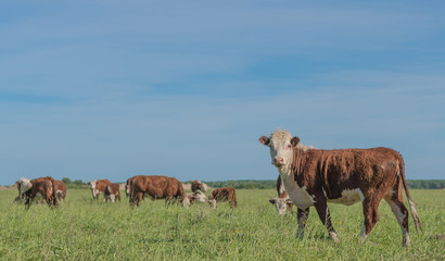 Cow on pasture on a sunny day looking at photographer