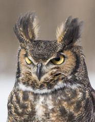 great-horned-owl portrait