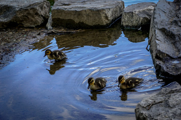 Seepark Freiburg 2018