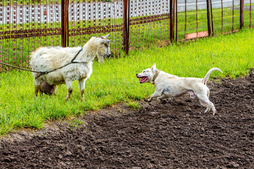 Naklejka premium White dog pitbull and goat on pasture. A trained dog protect goat_