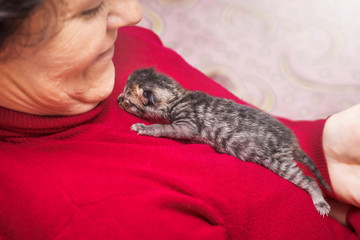 An elderly woman holds on  chest of newborn kitten. Woman shows love and care to  animal_
