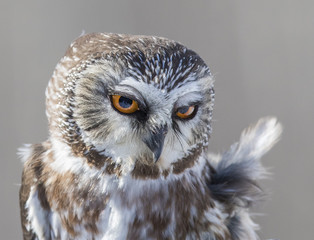  northern saw-whet owl portrait