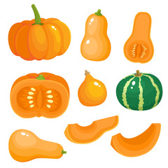 Bright vector set of colorful different pumpkins isolated on white