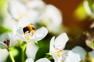 bee on spring cherry blossom collects pollen for honey. Blooming apple or sakura tree on sunny day. Beautiful flowering springtime border with copy space. nature background. Spring flowers macro