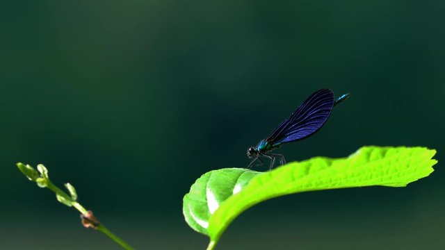 Dragonfly on branch, Banded Demoiselle, male, blue, (Calopteryx splendens) - (4K)	