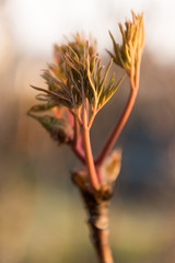 bud tree bud budding in spring