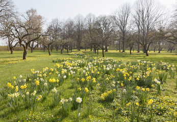 Fototapeta na wymiar Many yellow and white daffodil flower in a park with apple trees and green fresh grass on the island Oeland in Sweden
