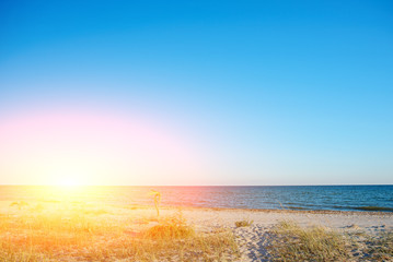 Obraz premium a wild beach and a pigeon sea water on a lovely sunny day