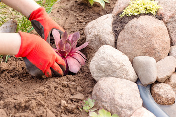 women's hands with gloves planted flower in the rock garden