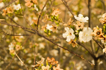 Flores blancas 