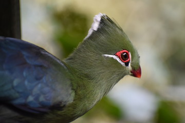 Portrait of a colorful Knysna Turaco (Loerie) in South Africa