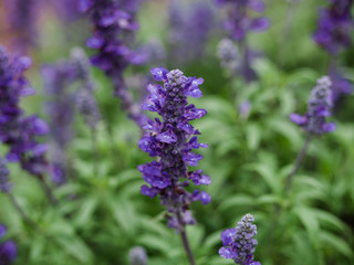 Salvia Flowers