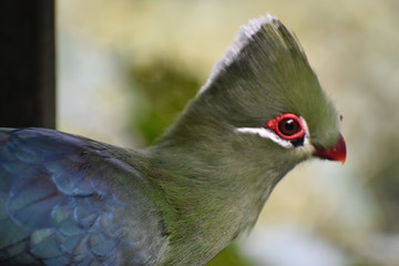 Portrait of a colorful Knysna Turaco (Loerie) in South Africa