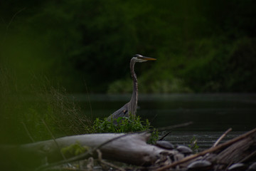 Heron 2