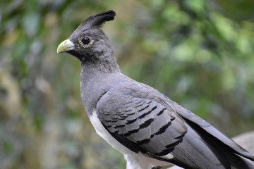 Portrait of a White Bellied Go Away Bird in South Africa