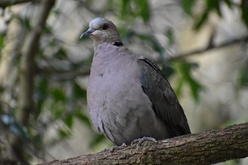 Closeup of a grey Barbary Dove sitting on a tree branch in a park in South Africa