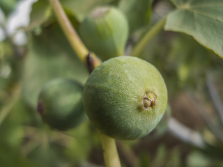 Green Fig