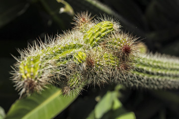 Beautiful cactus, full of very large thorns