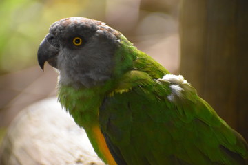 Portrait of a Brown Headed Parrot in South Africa