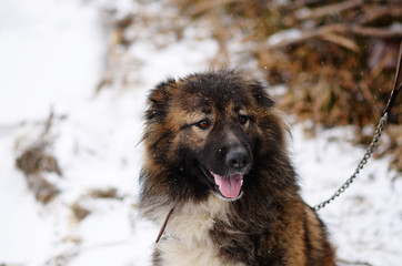 Happy couple with dogs in winter forest. Lovely moments outdoor