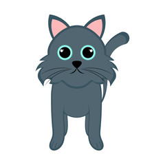 Isolated cute cat
