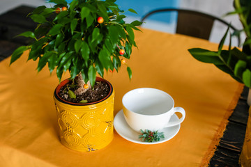 White cup and saucer and small cherry blossom in pot on an orange tablecloth, closeup.