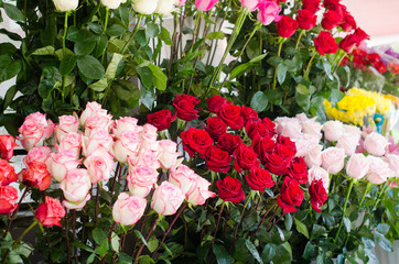 Beautiful fresh blossoming flowers texture at the florist shop in ombre color from magenta pink to pastel pink